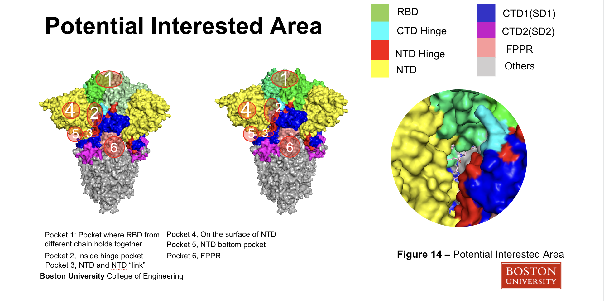 Molecular binder engineering project